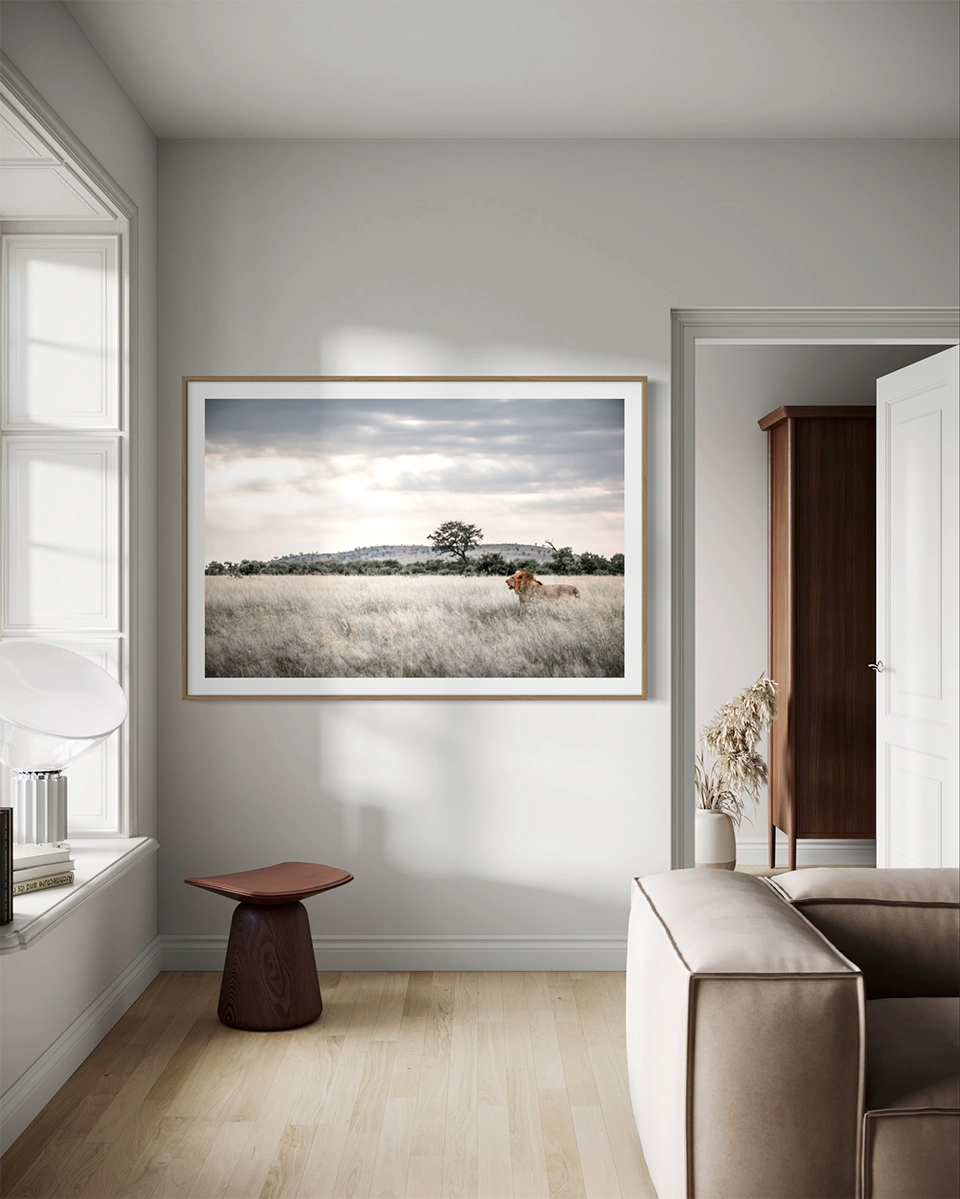 Le roi de Savuti - Photo d'art