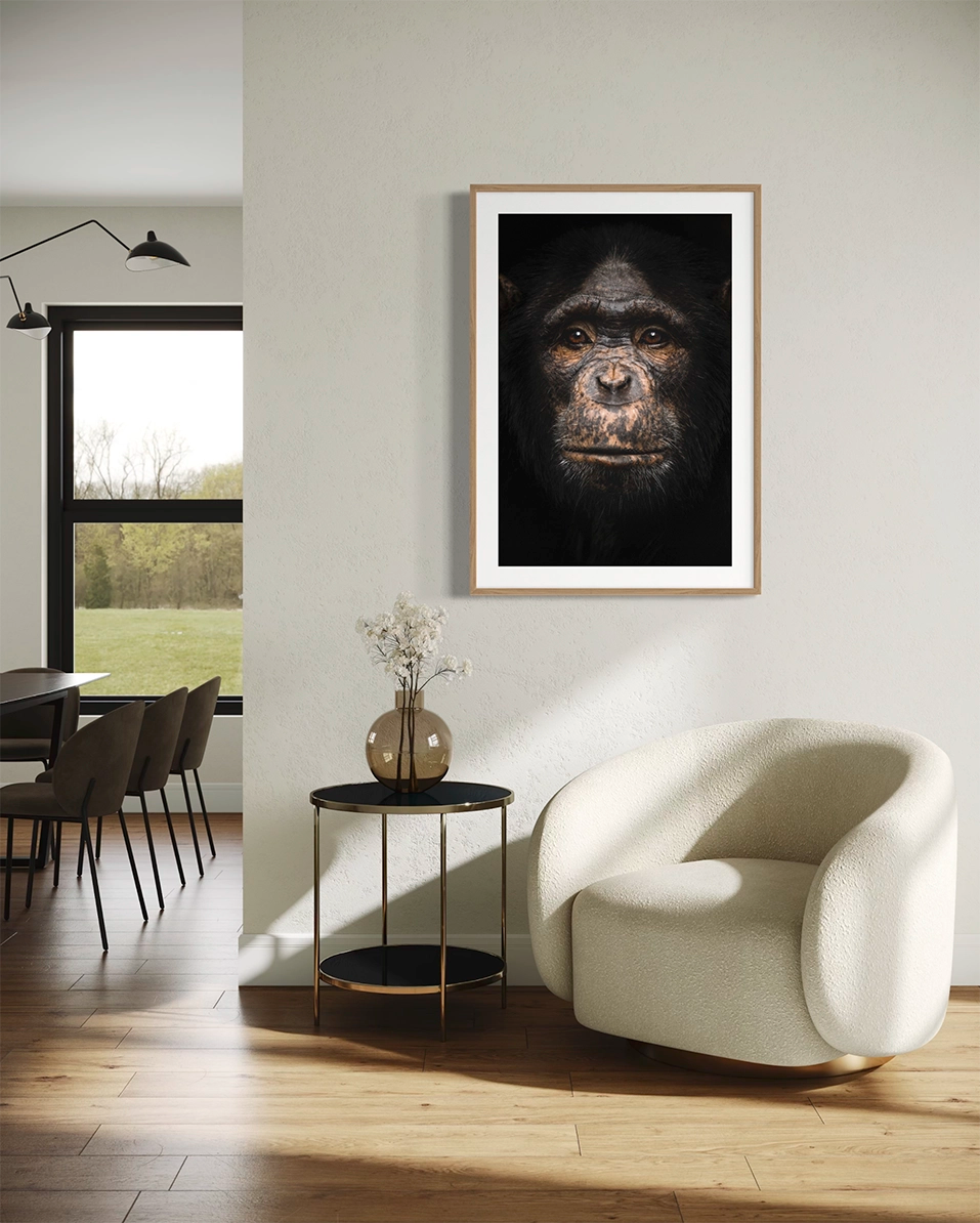 Portrait de chimpanze - Photo d'art