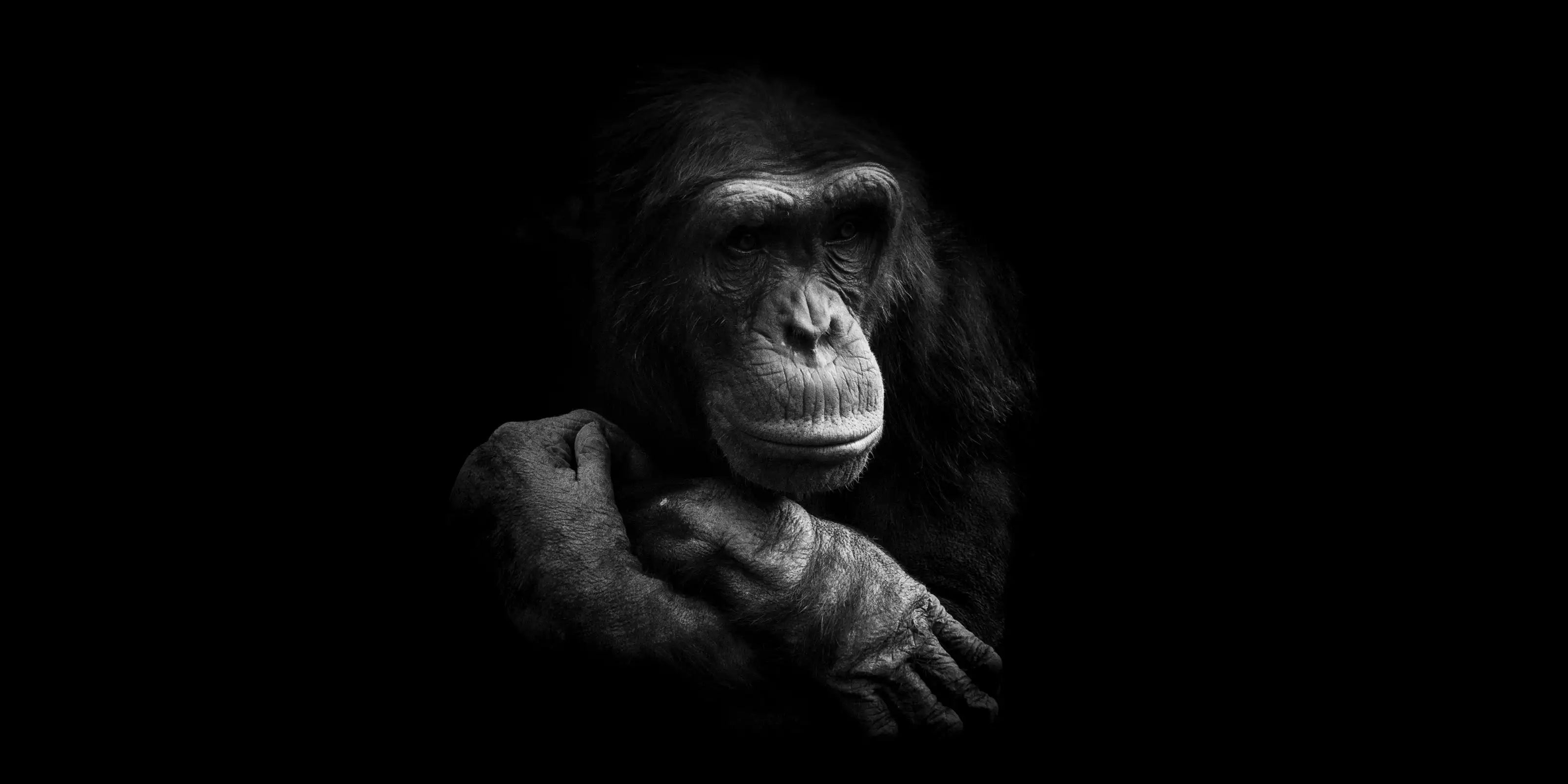 photo noir et blanc sur les animaux