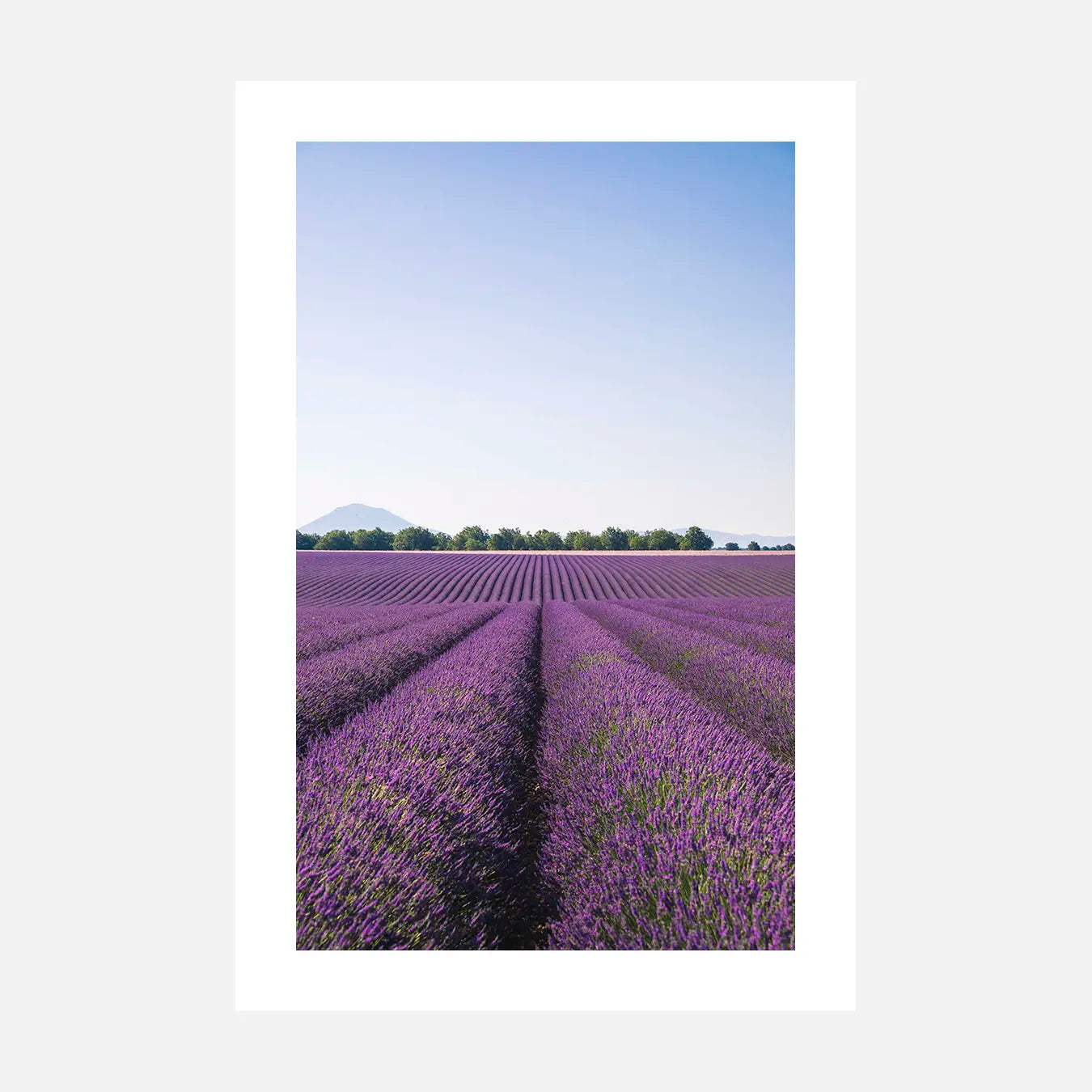 Lavande - Photo d'art