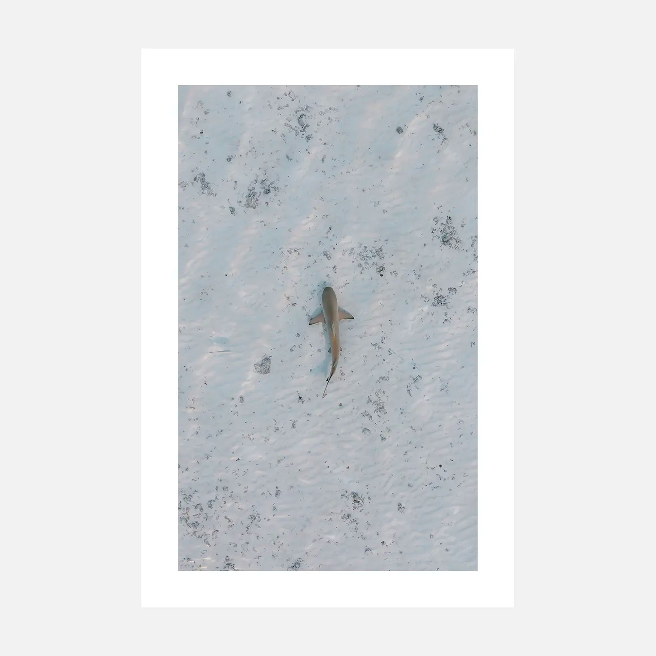 Requin - Photo d'art