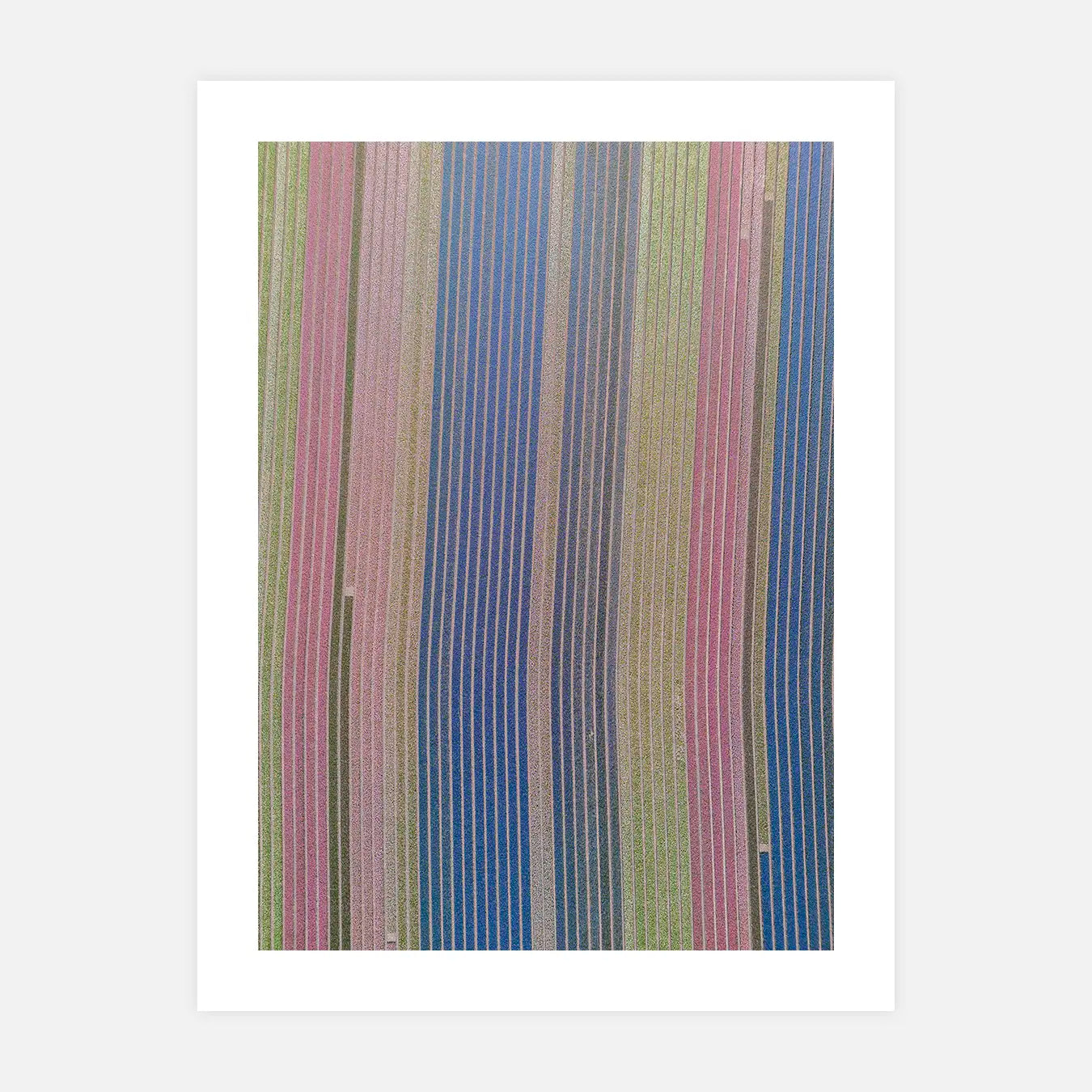 Tulipes - Photo d'art