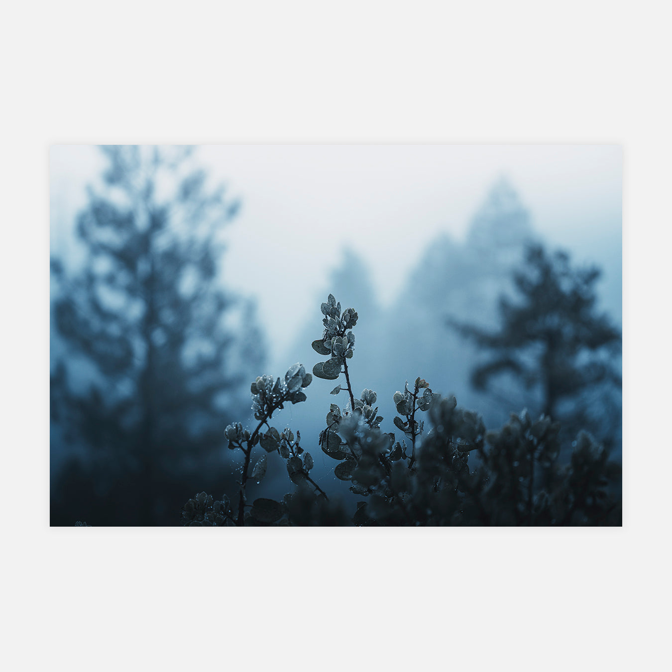 Plantes - Photo d'art