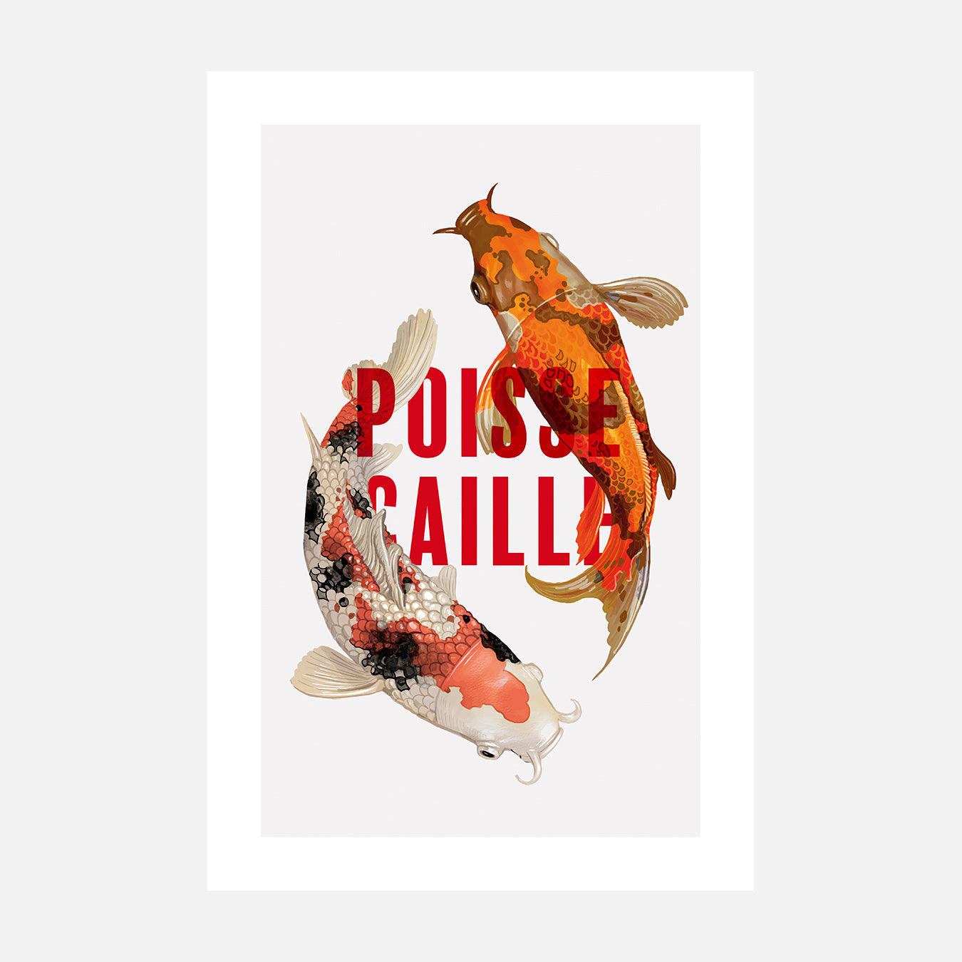 Poisse-caille - Illustration d'art