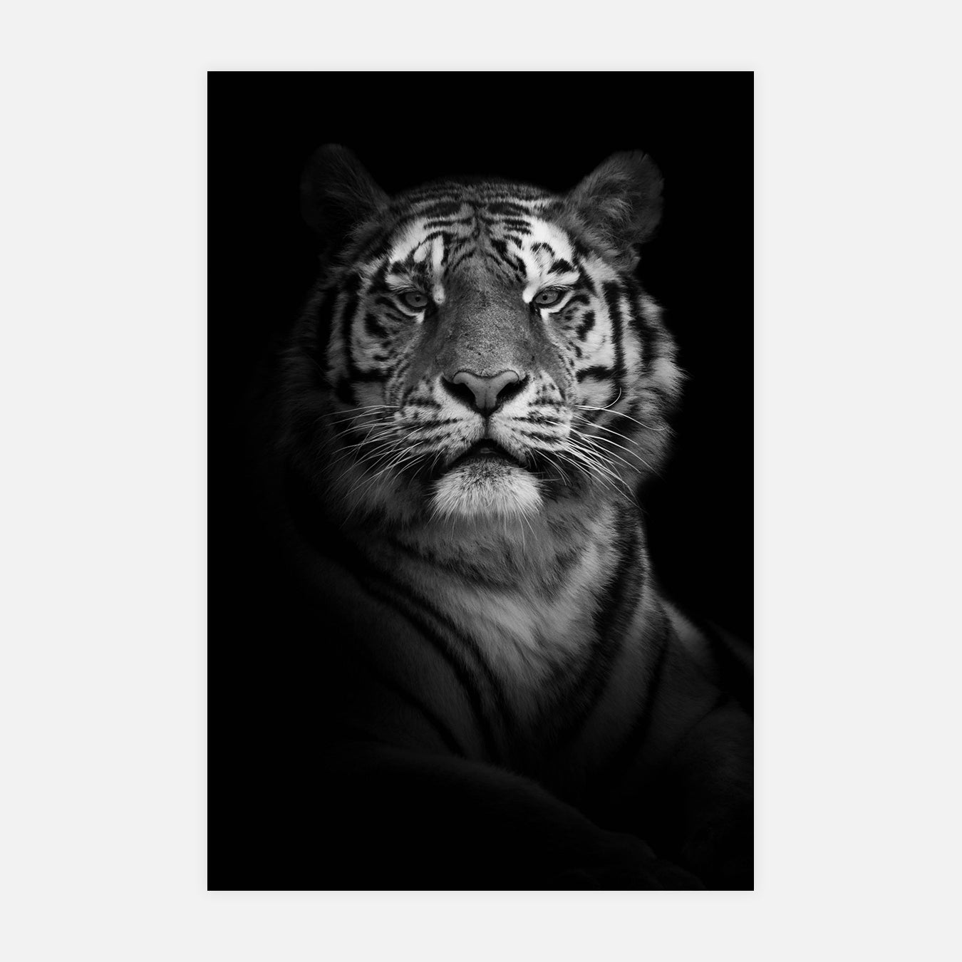 Pose portrait du tigre - Photo d'art