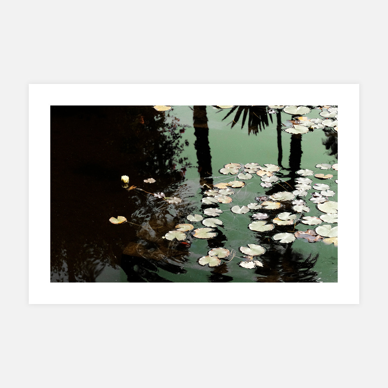 haillage-mur-reflet-plante-eau