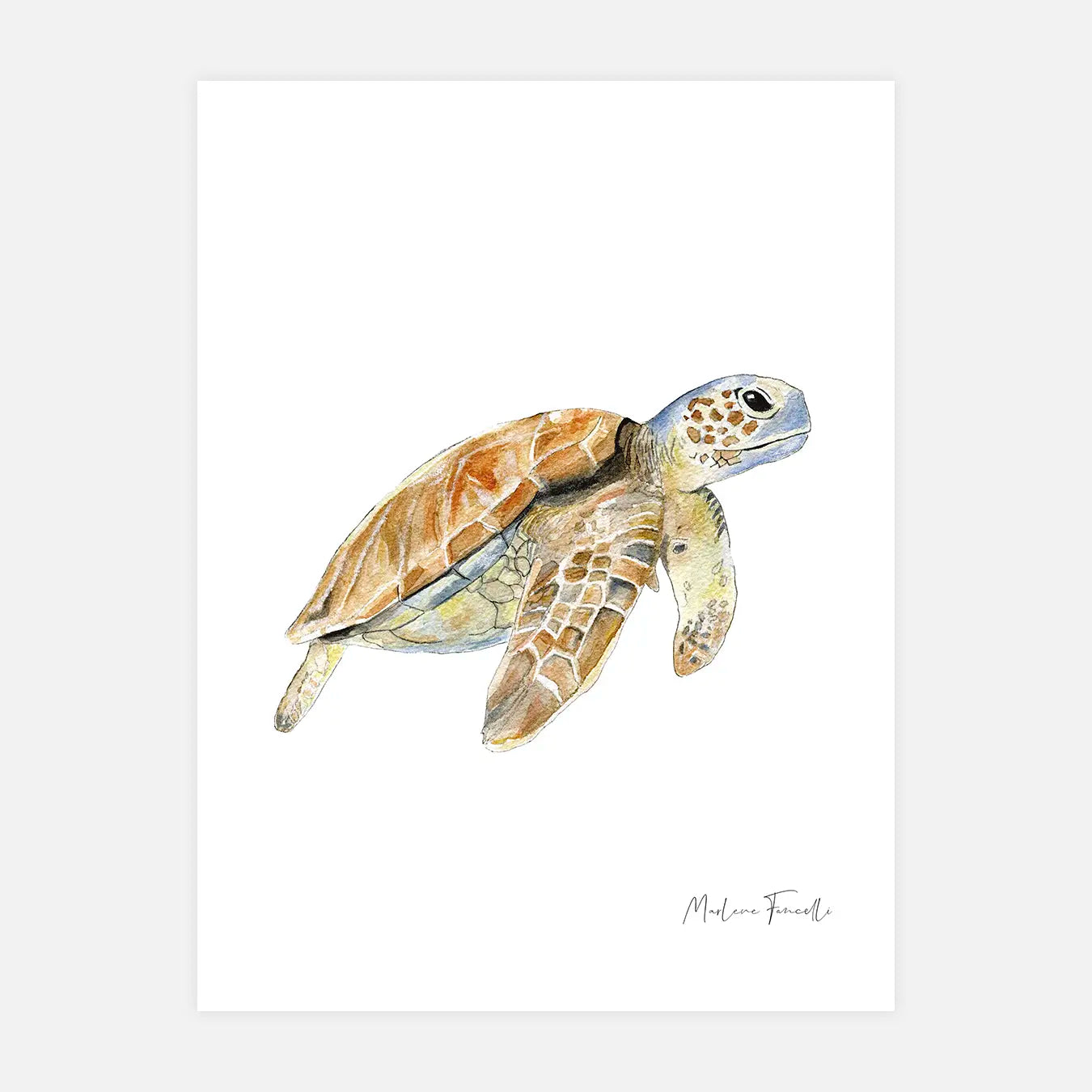 Sam la tortue - Illustration et image d'animaux