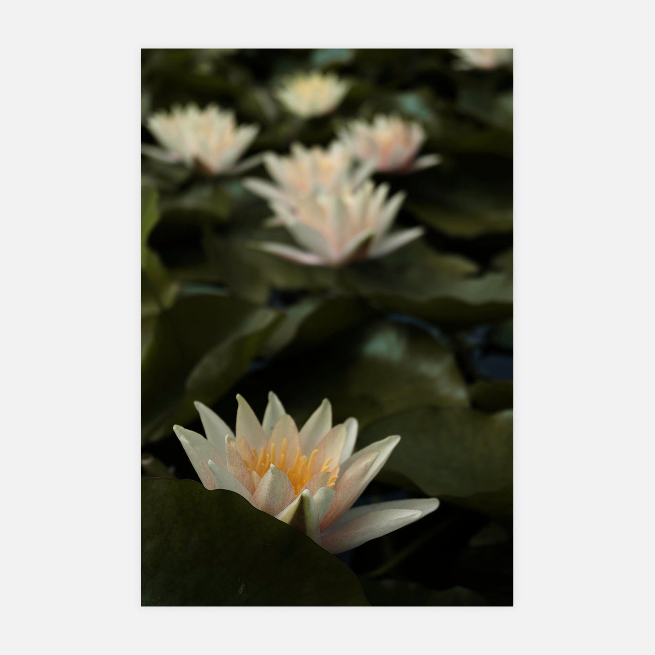 S'effleurer - Photo d'art