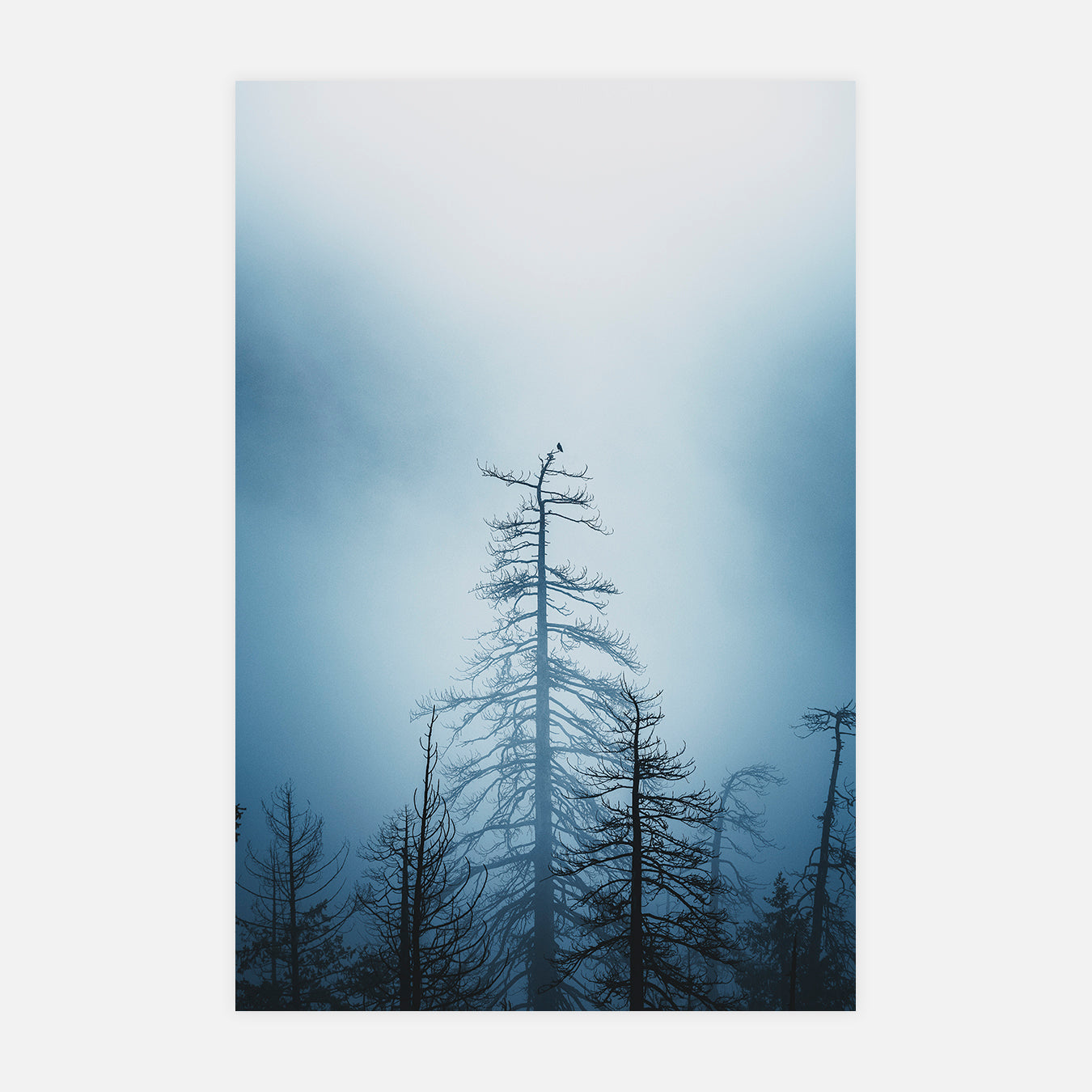 Simple - Photo d'art