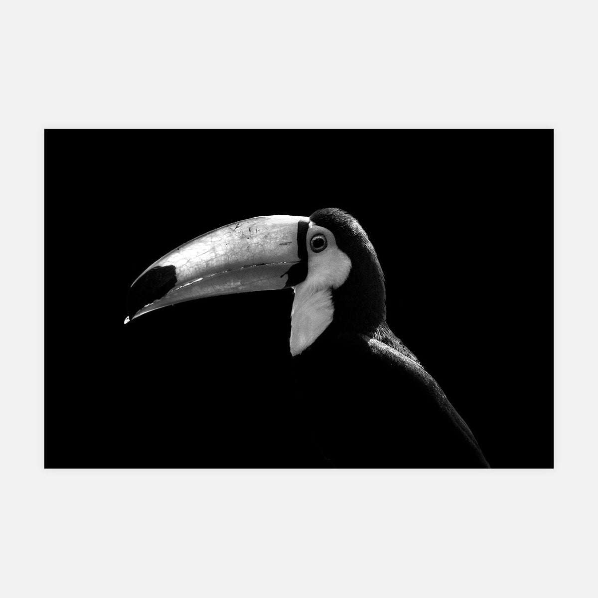 Sourire du toucan toco - Photo d'art