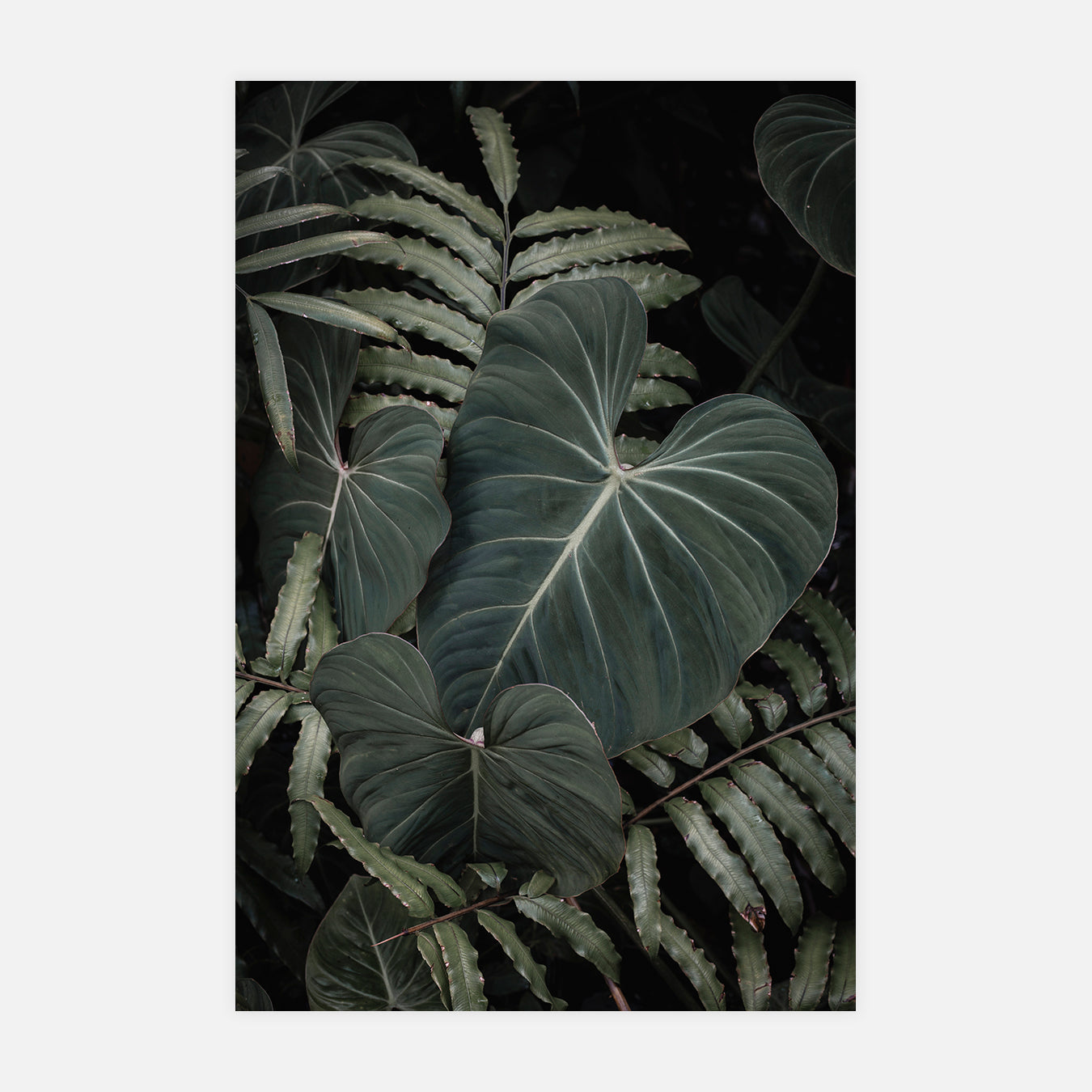 Terrana - Photo d'art