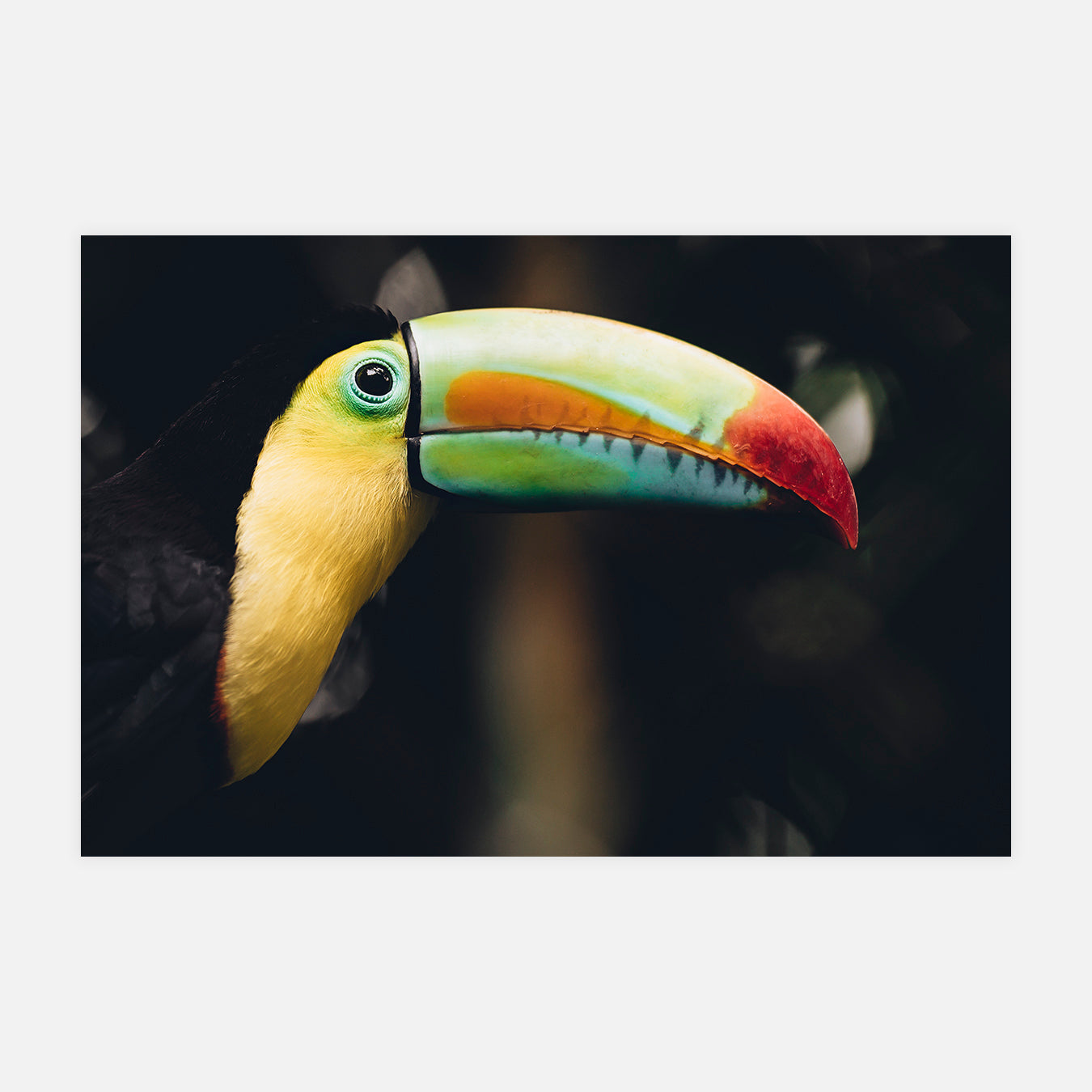 Toucan - Photo d'art