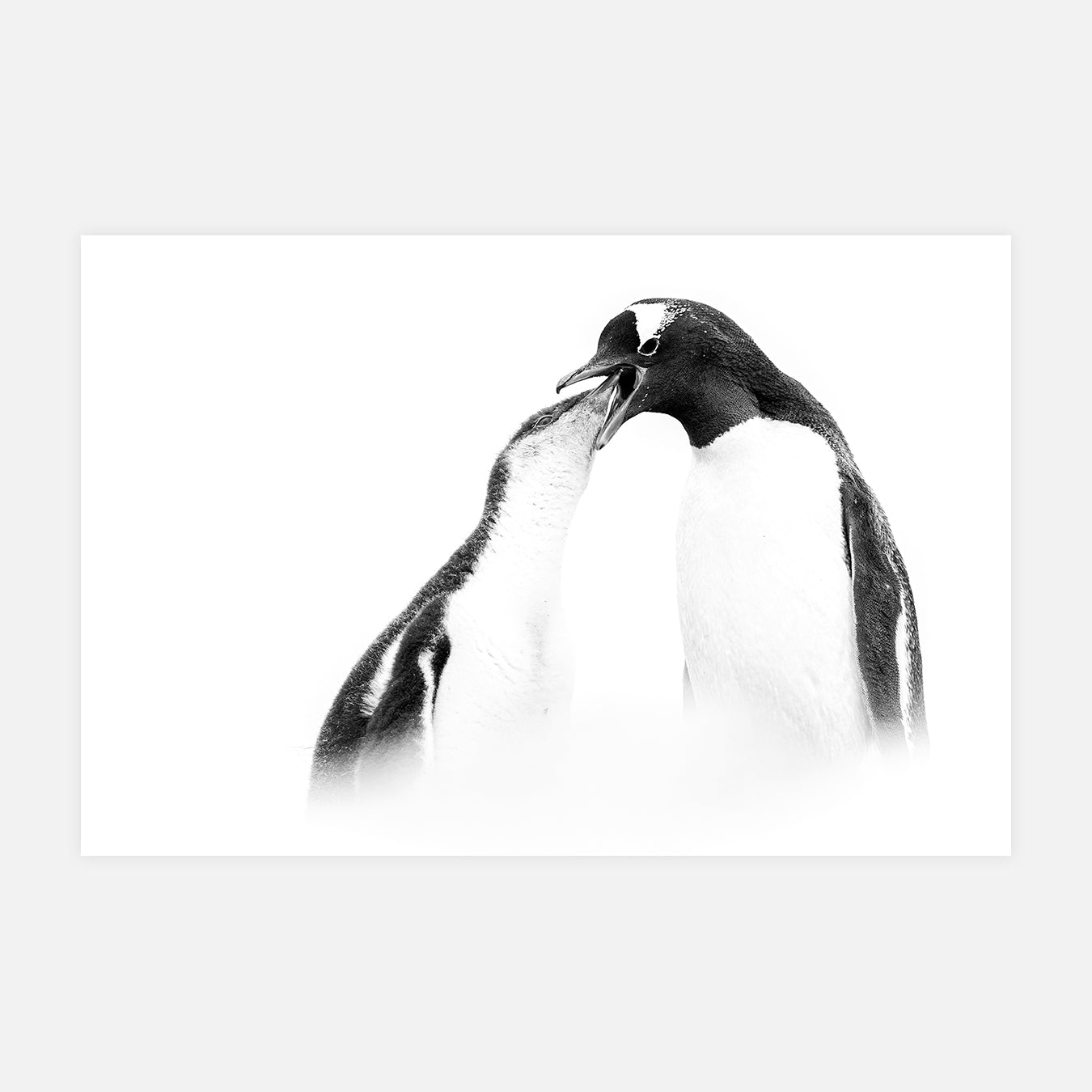 Une vie pleine de danger - Photo d'art