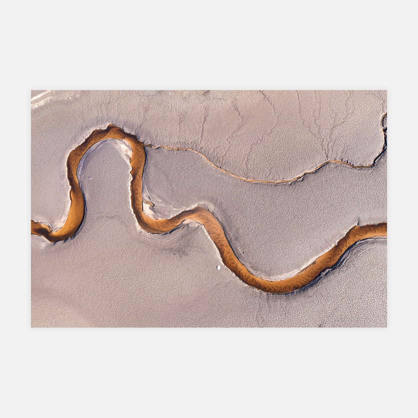 Un serpent ondule - Photo d'art