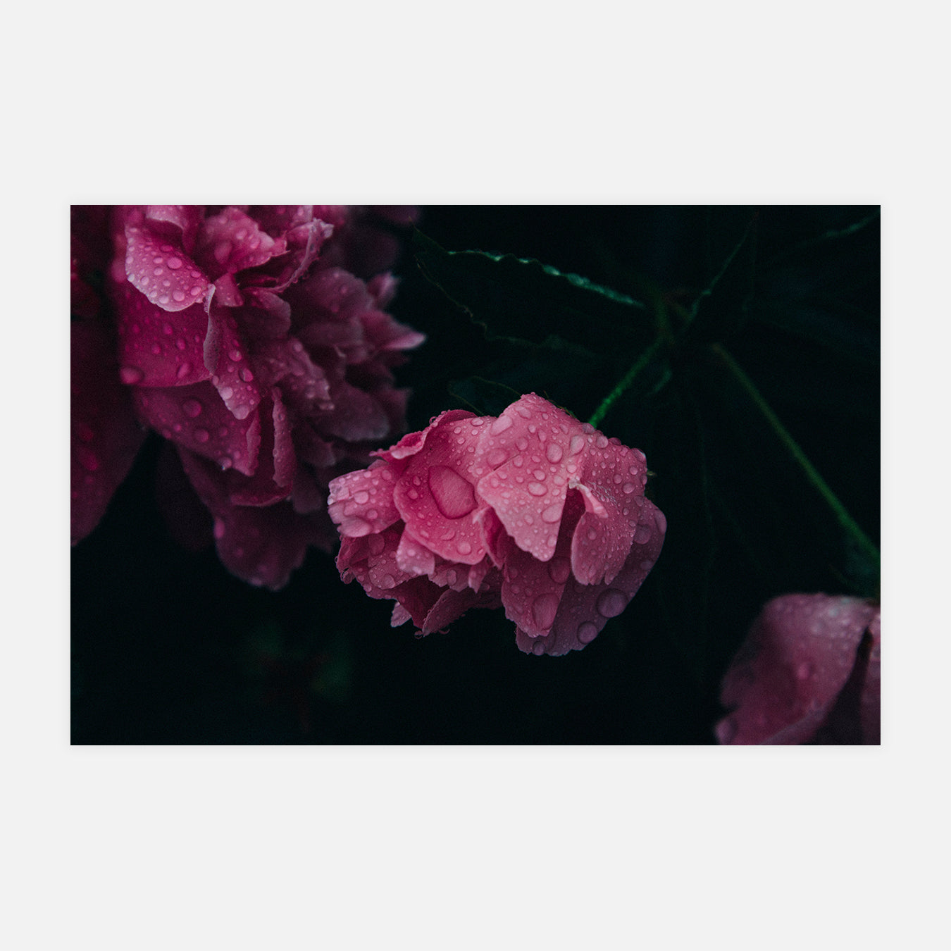 Vénus - Photo d'art