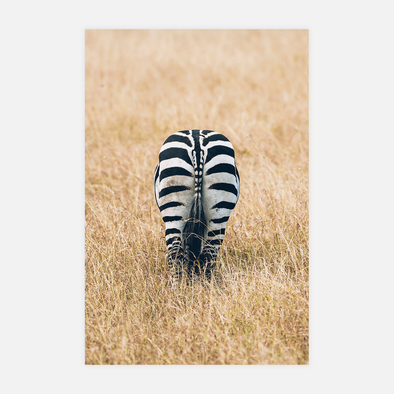 Zébré - Photo d'art