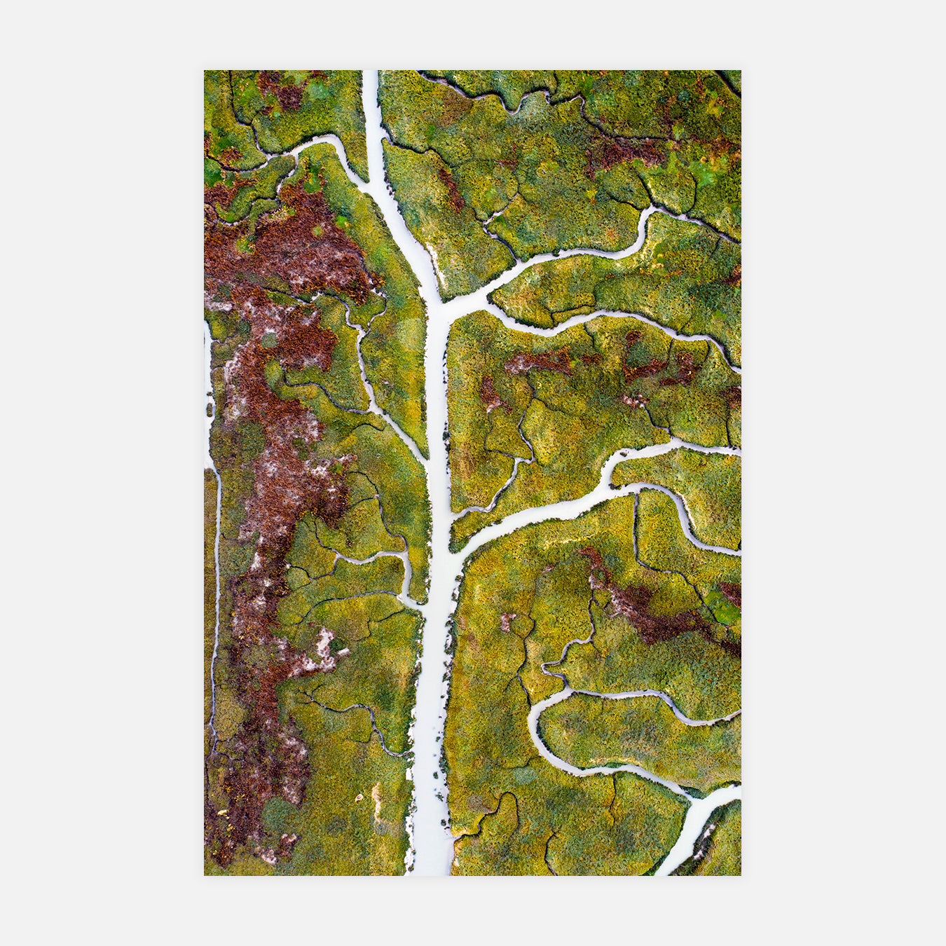 Arbre de vie - Photo d'art