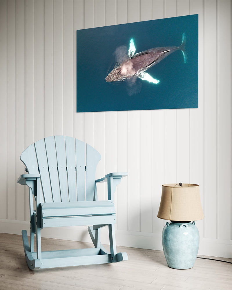 Au dessus de la baleine à bosses - Photo d'art