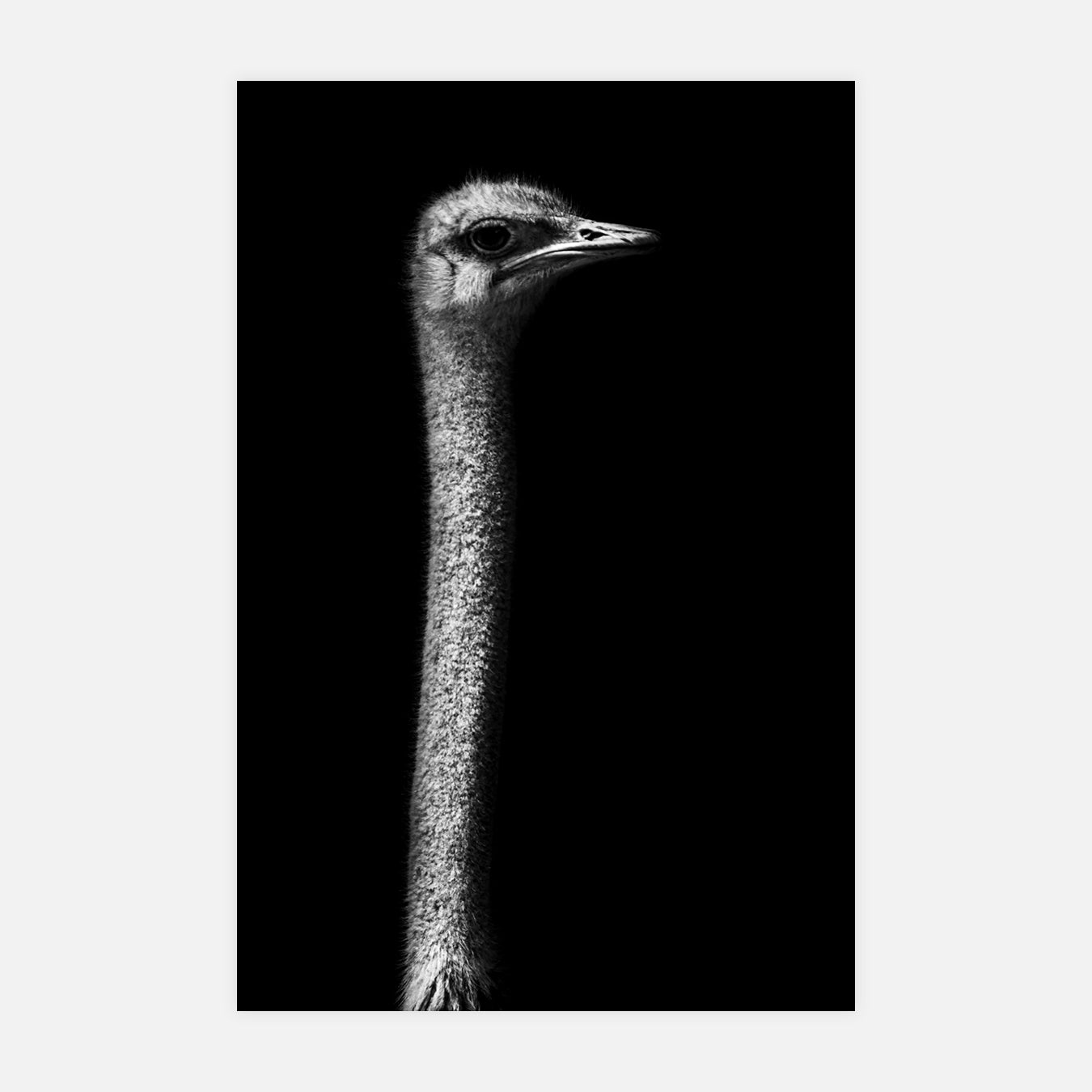 Autruche hors sol - Photo d'art