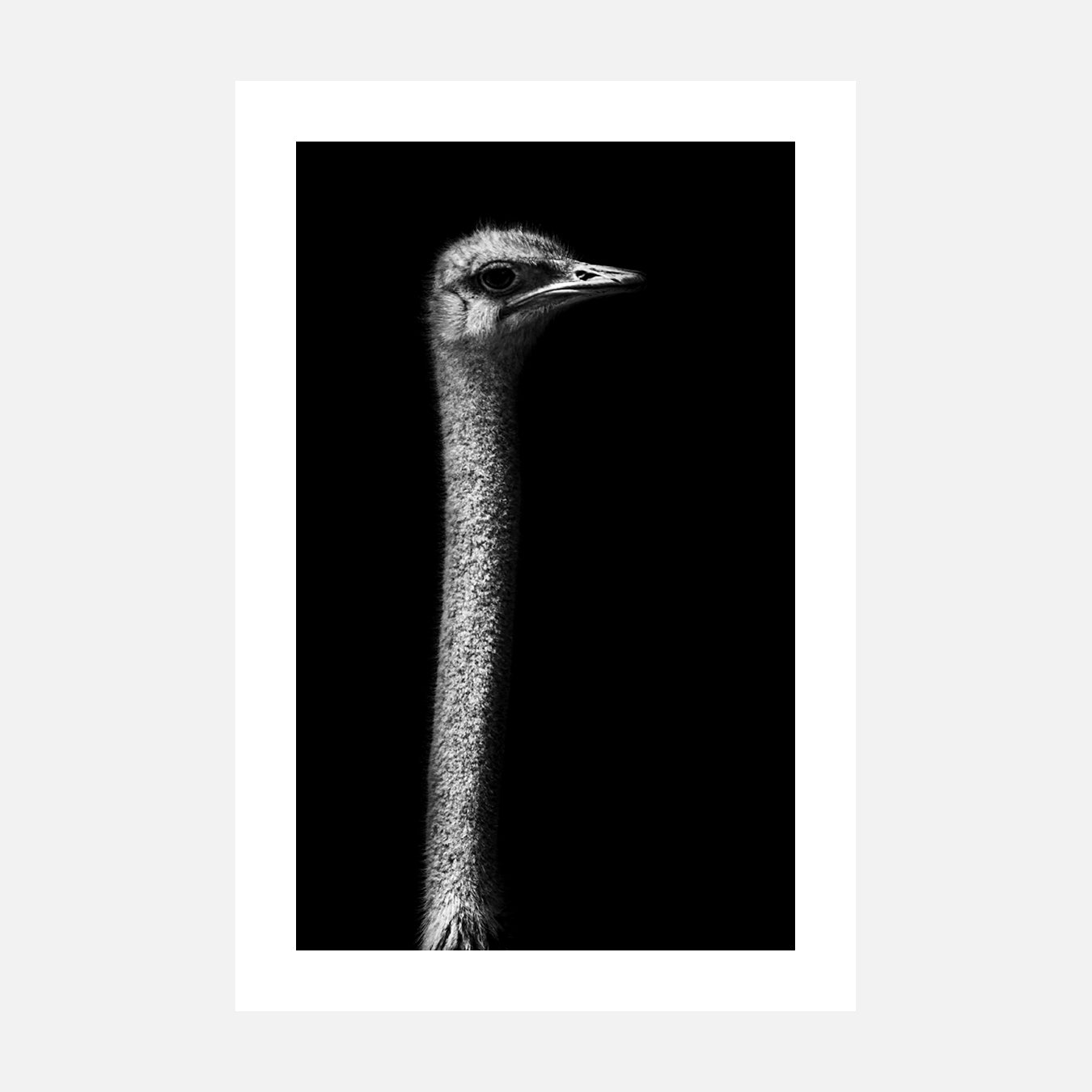 Autruche hors sol - Photo d'art