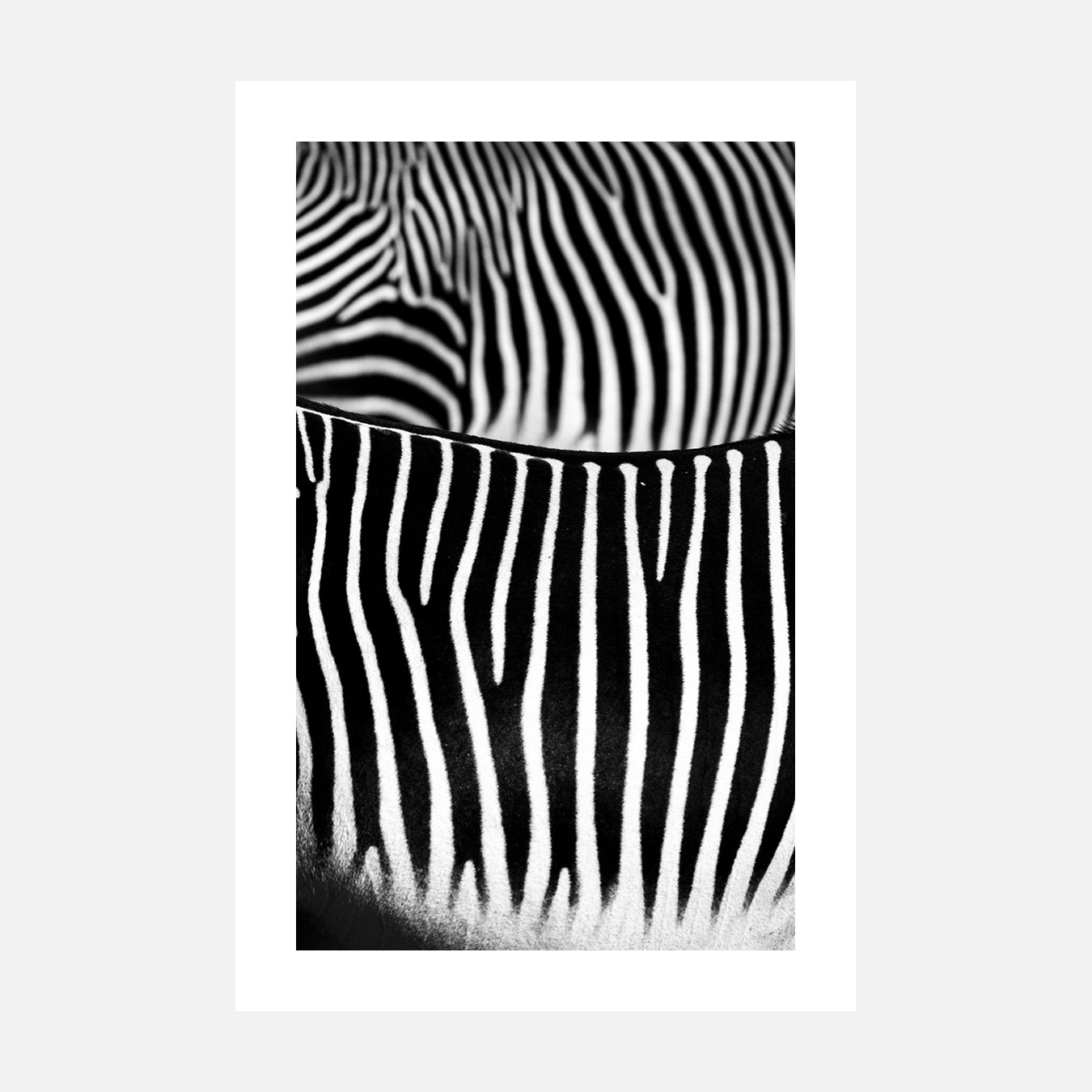 Courbes zébrées - Photo d'art