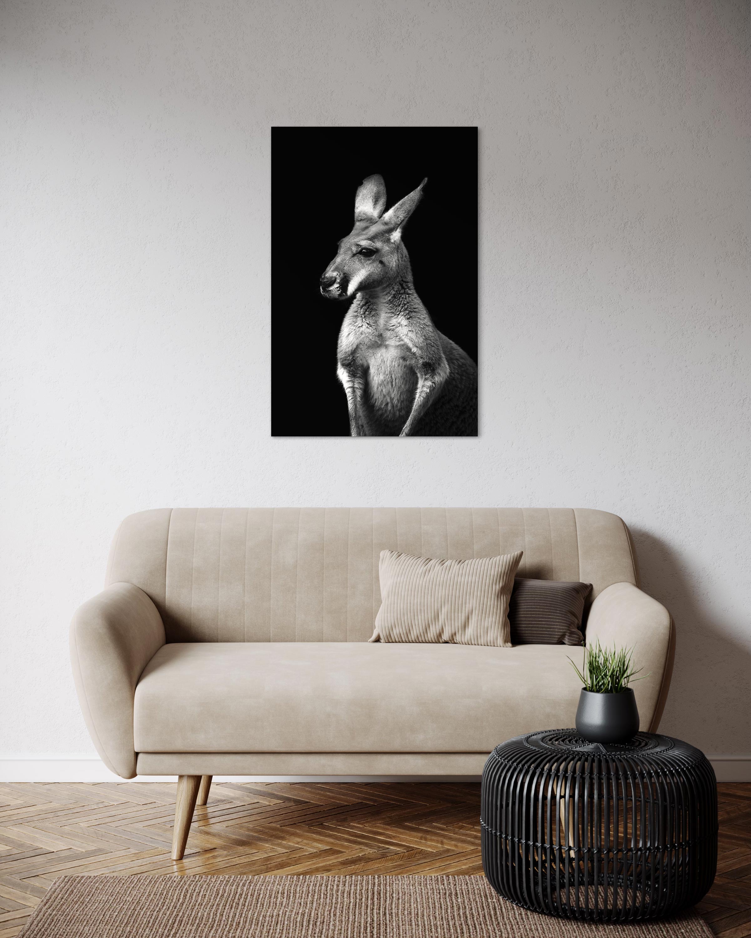 Kangourou sans lueur - Photo d'art