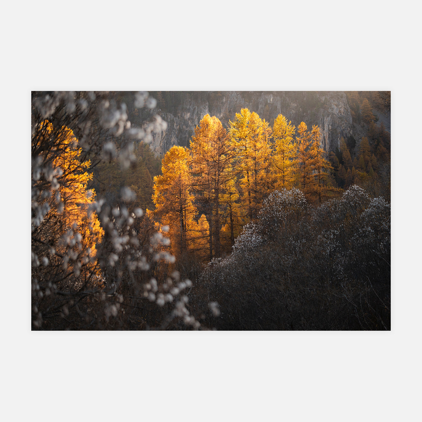 L'automne en lumière - Photo d'art