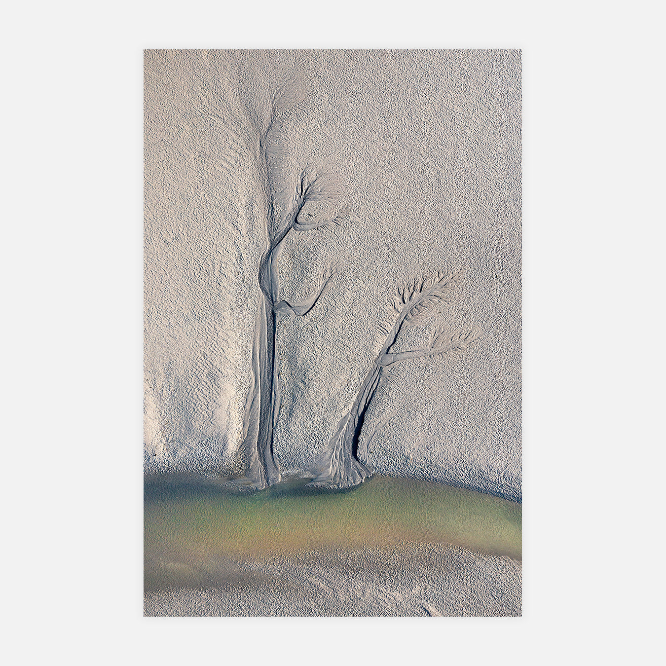 Les deux arbres - Photo d'art