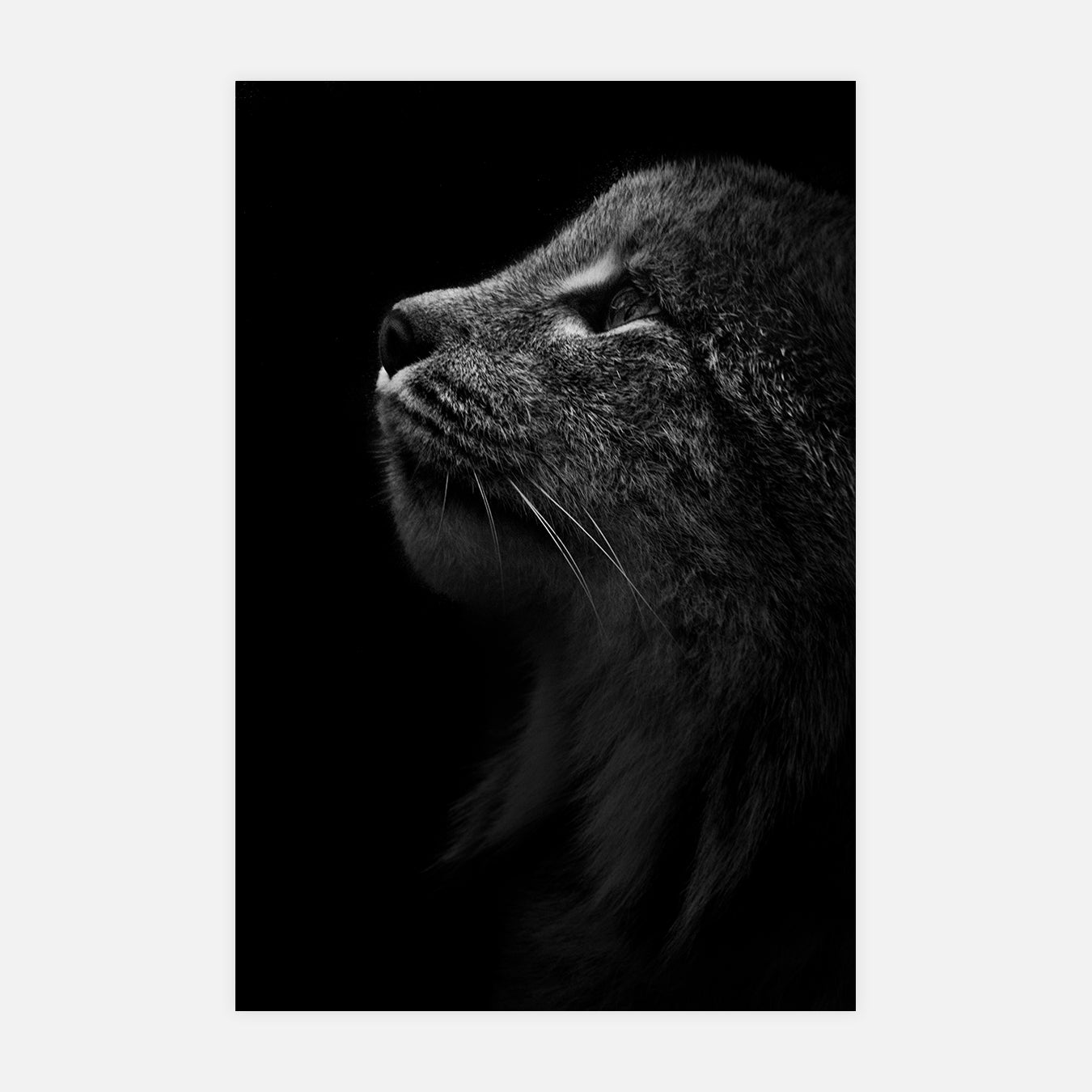 Lynx, catégorie espoir animal - Photo d'art