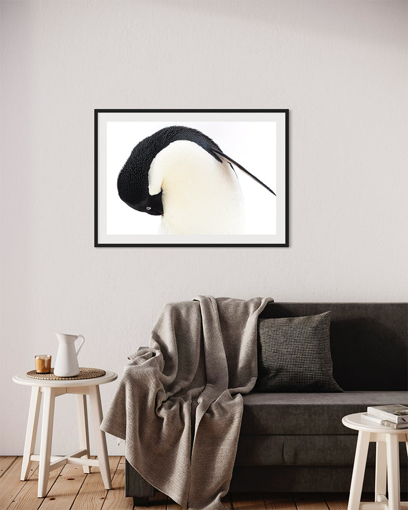 Manchot adélie - Photo d'art