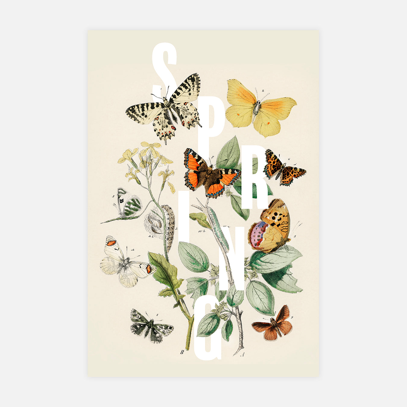 Spring - Illustration d'art