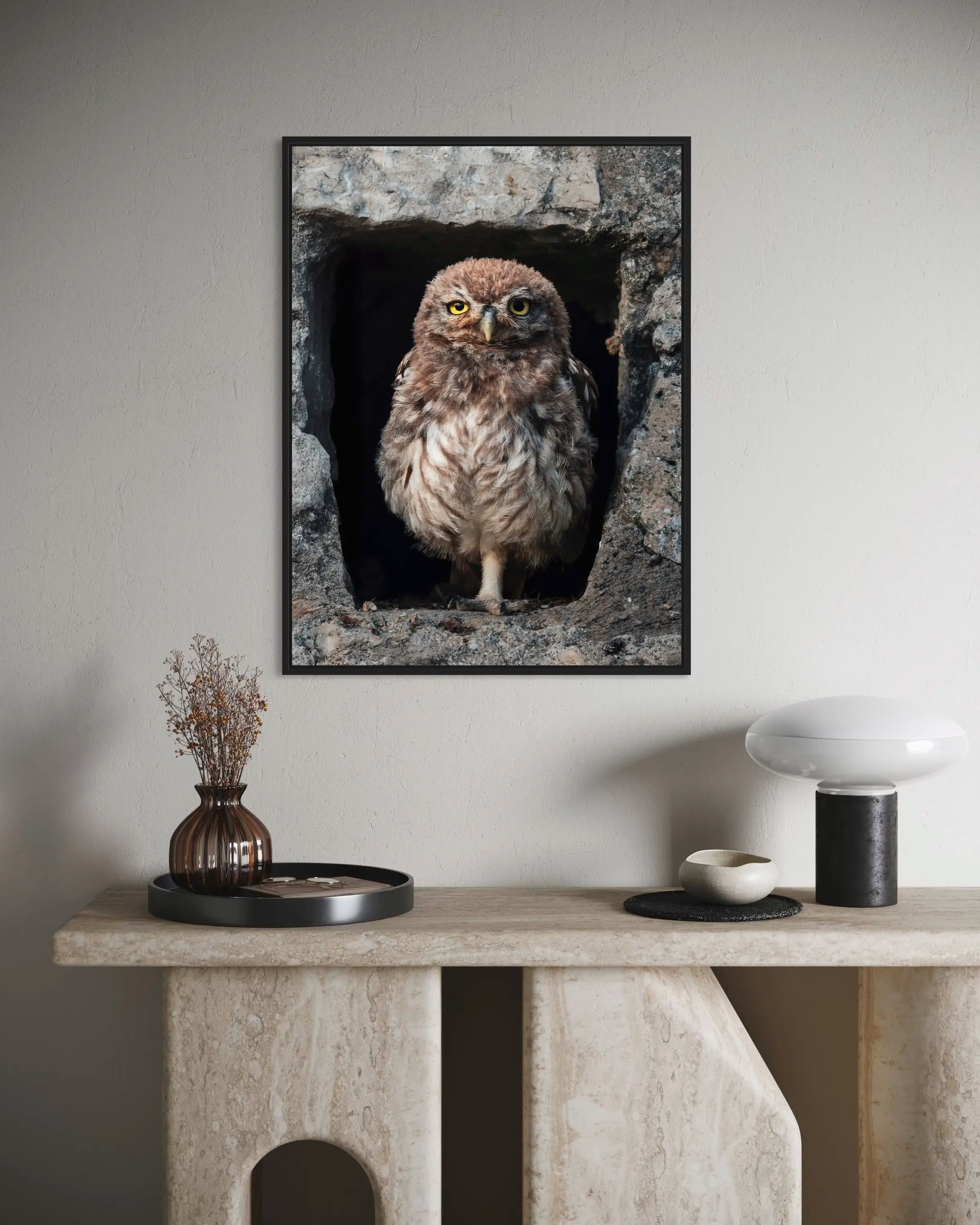 Chevêche d'Athena - Photo d'art