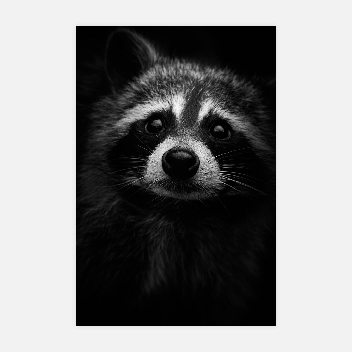 Regard Raton - Photo d'art