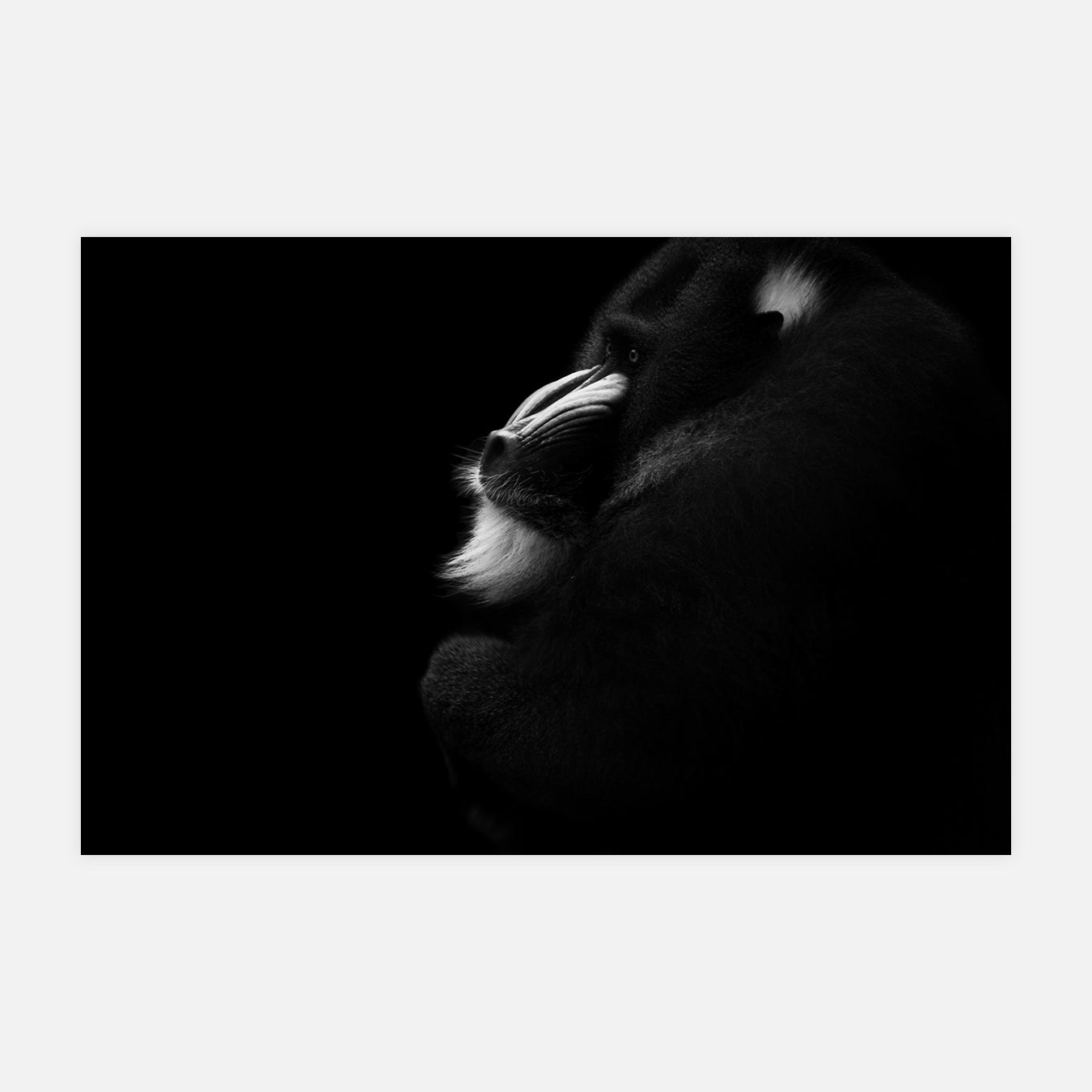 Songe de mandrill - Photo d'art