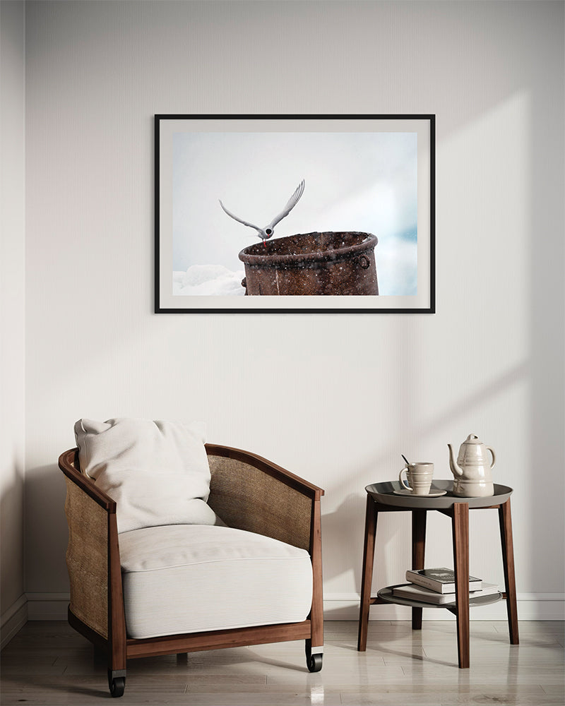 Sterne arctique - Photo d'art