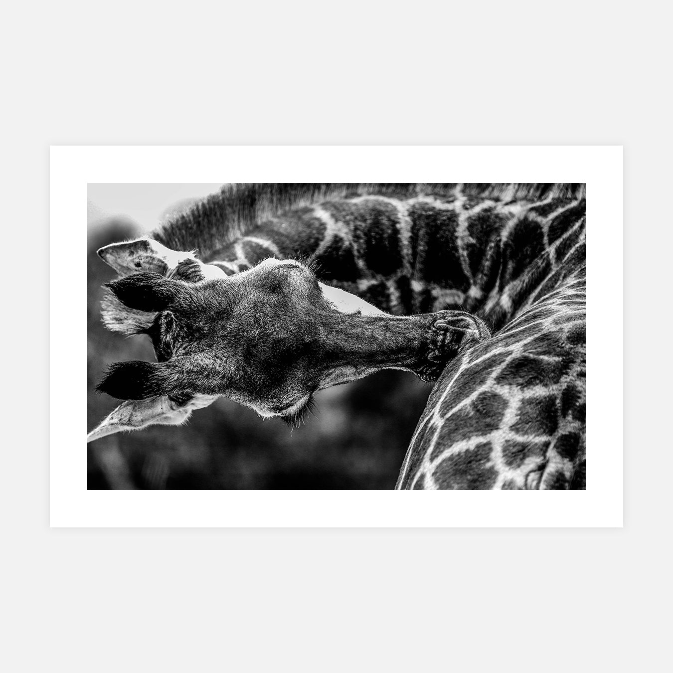 Élégance en mouvement - Photo d'art