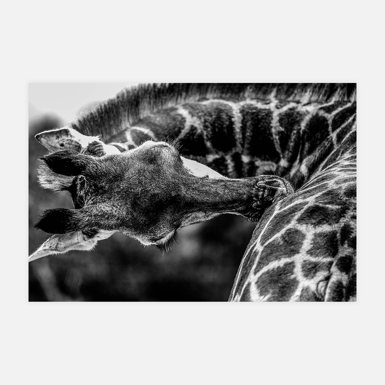 Élégance en mouvement - Photo d'art