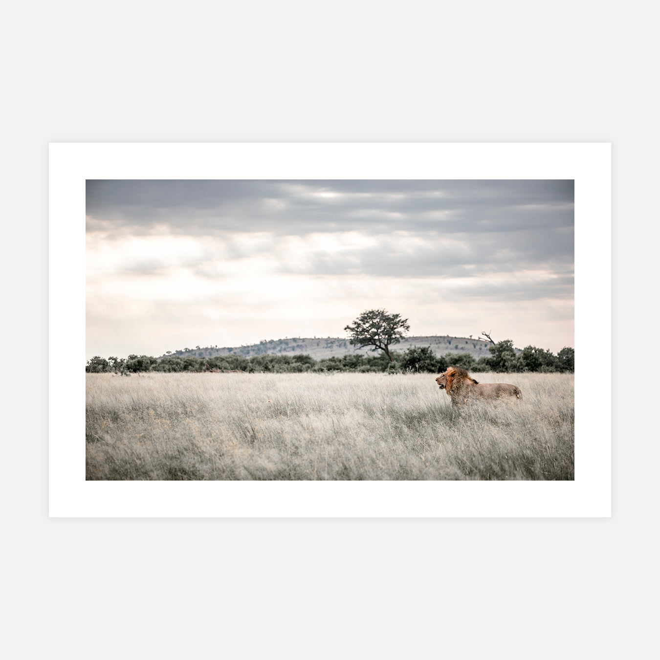 Le roi de Savuti - Photo d'art