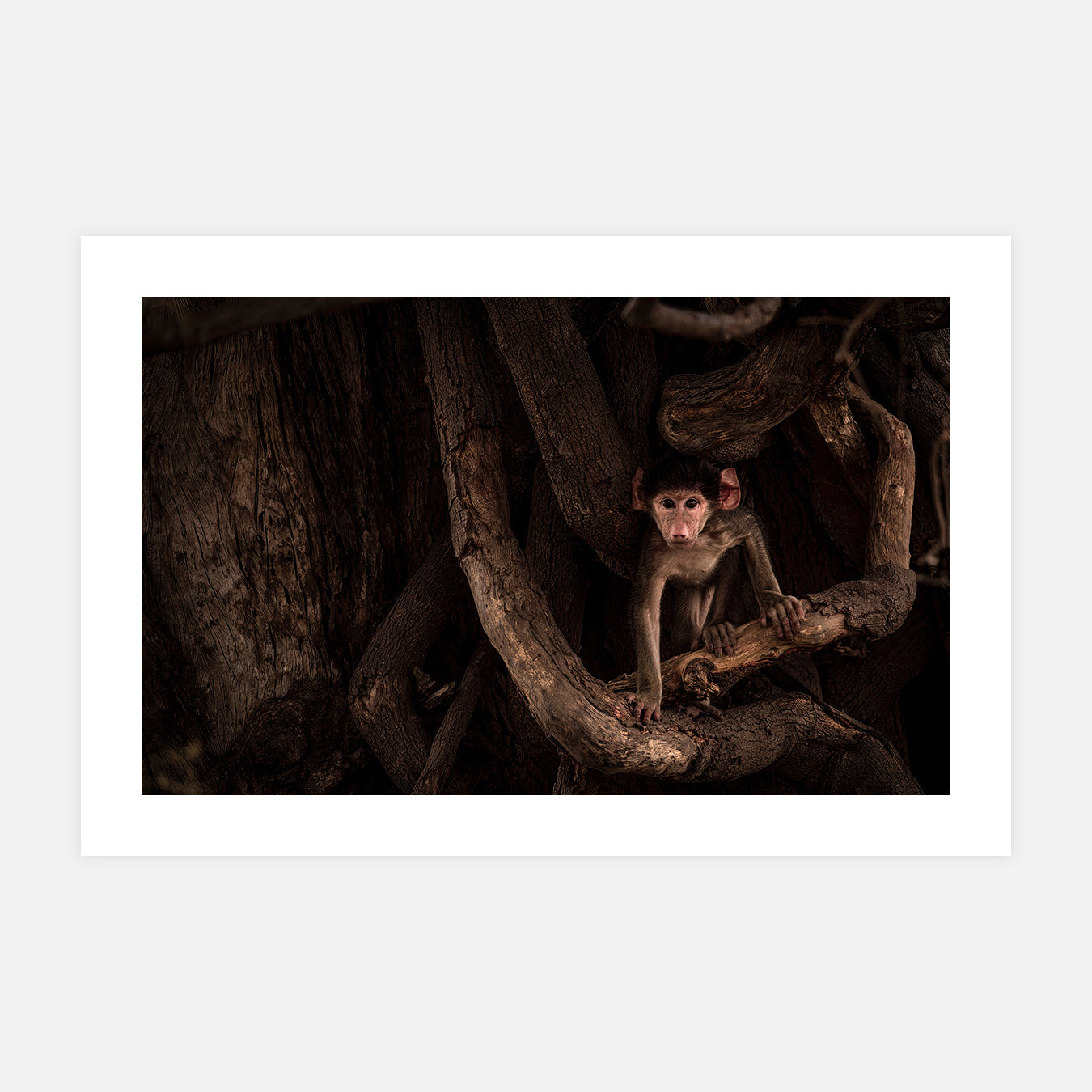 Jeune Babouin - Photo d'art