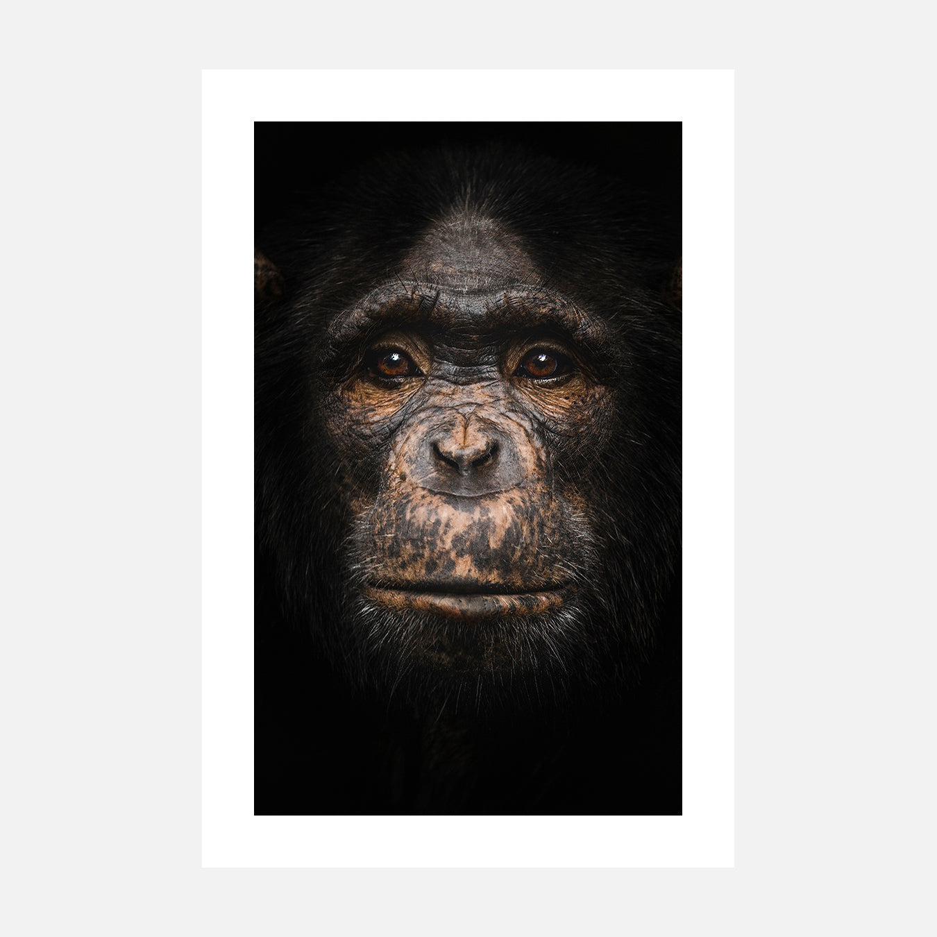 Portrait de chimpanze - Photo d'art