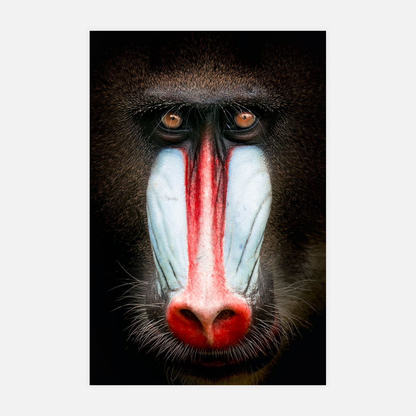 Portrait de Mandrill - Photo d'art