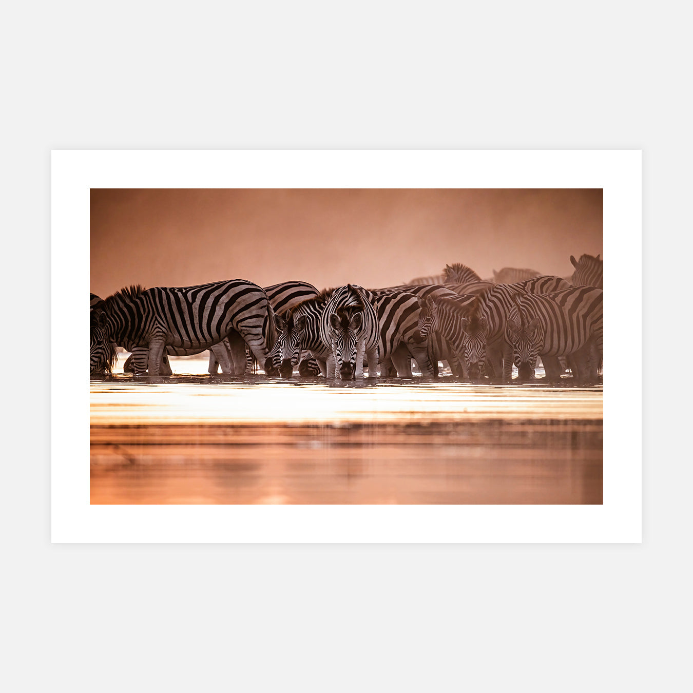 Zèbres dans la Boteti - Photo d'art