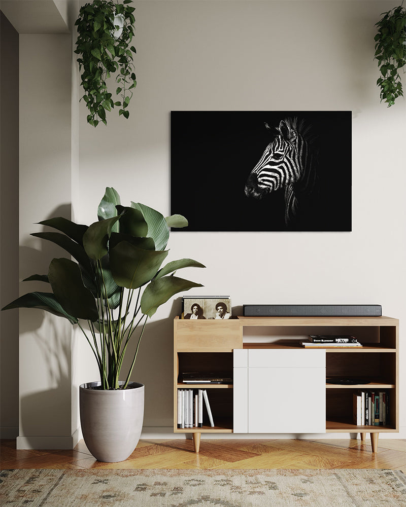 Zèbre hors pénombre - Photo d'art