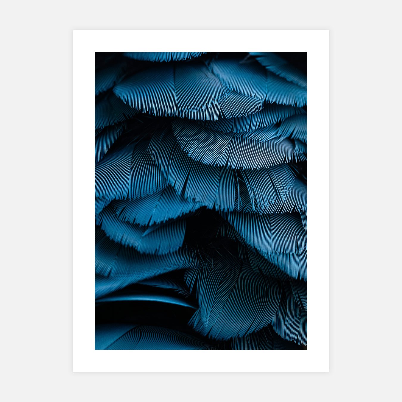 Ara bleu - Photo d'art