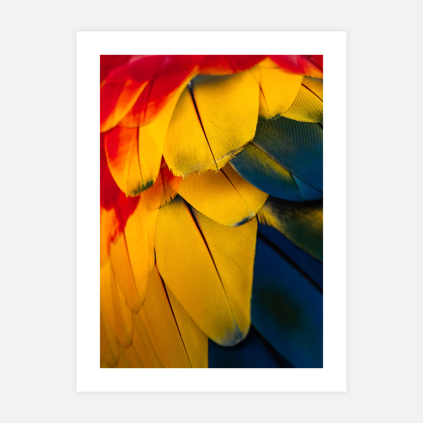 Ara Macao - Photo d'art