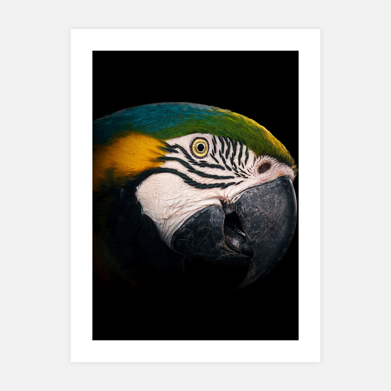 Ararauna - Photo d'art