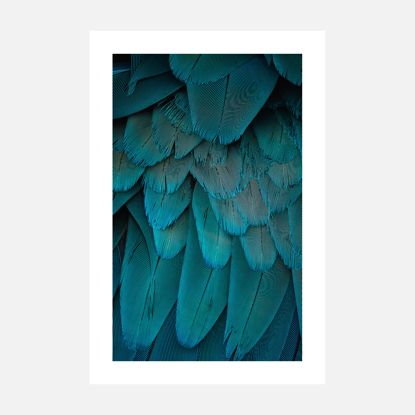 Blue Feather - Photo d'art