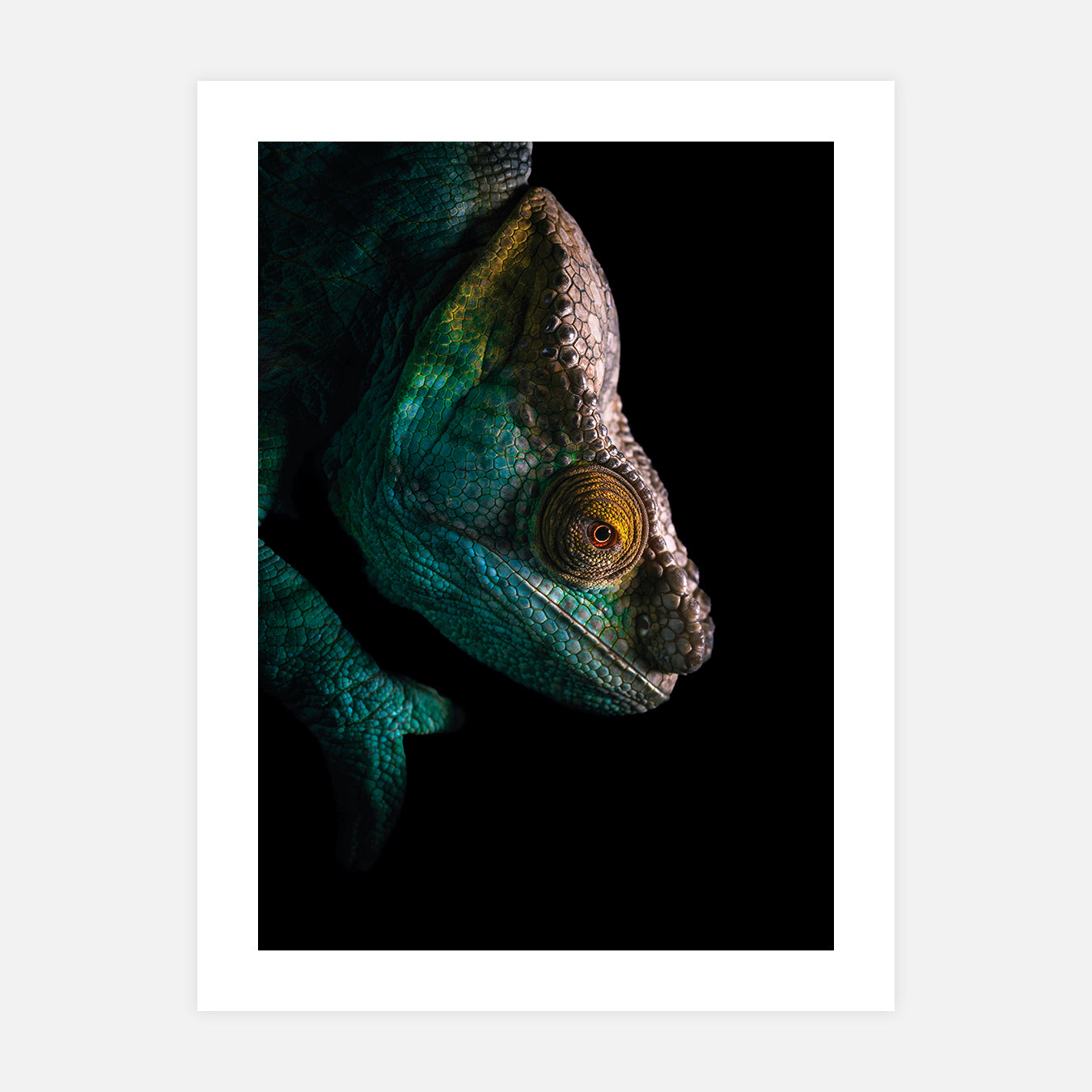 Calumma - Photo d'art