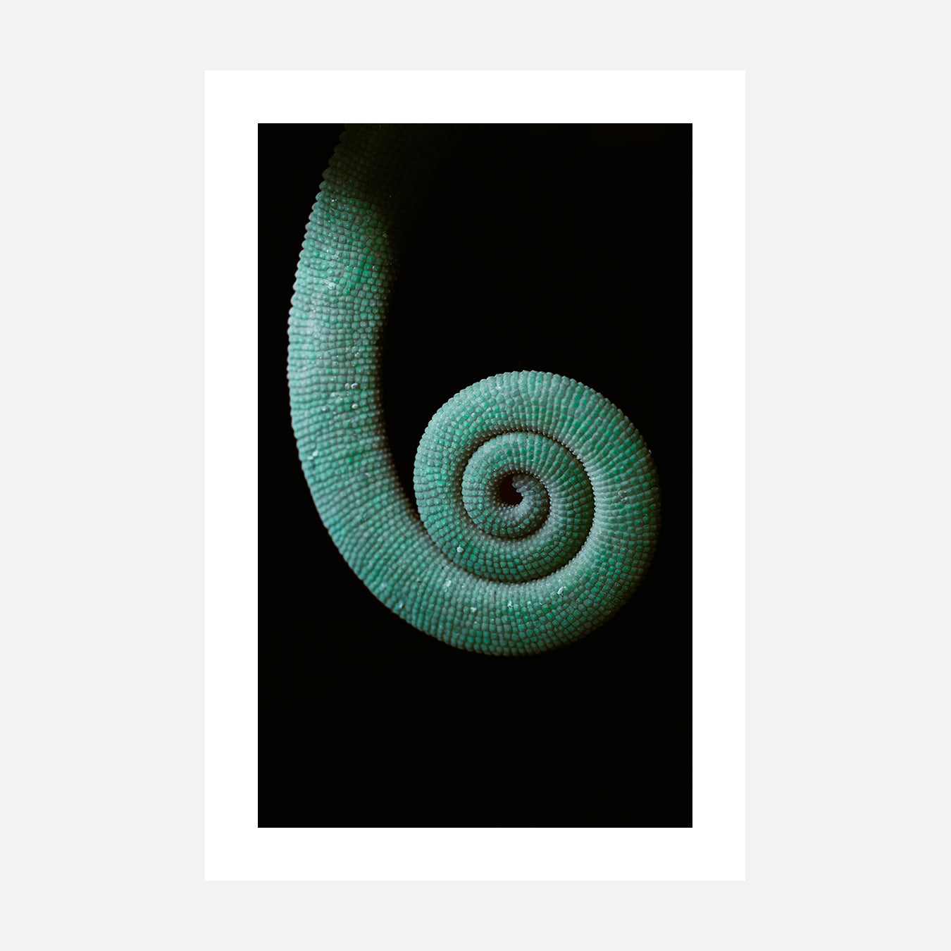 Calyptratus - Photo d'art