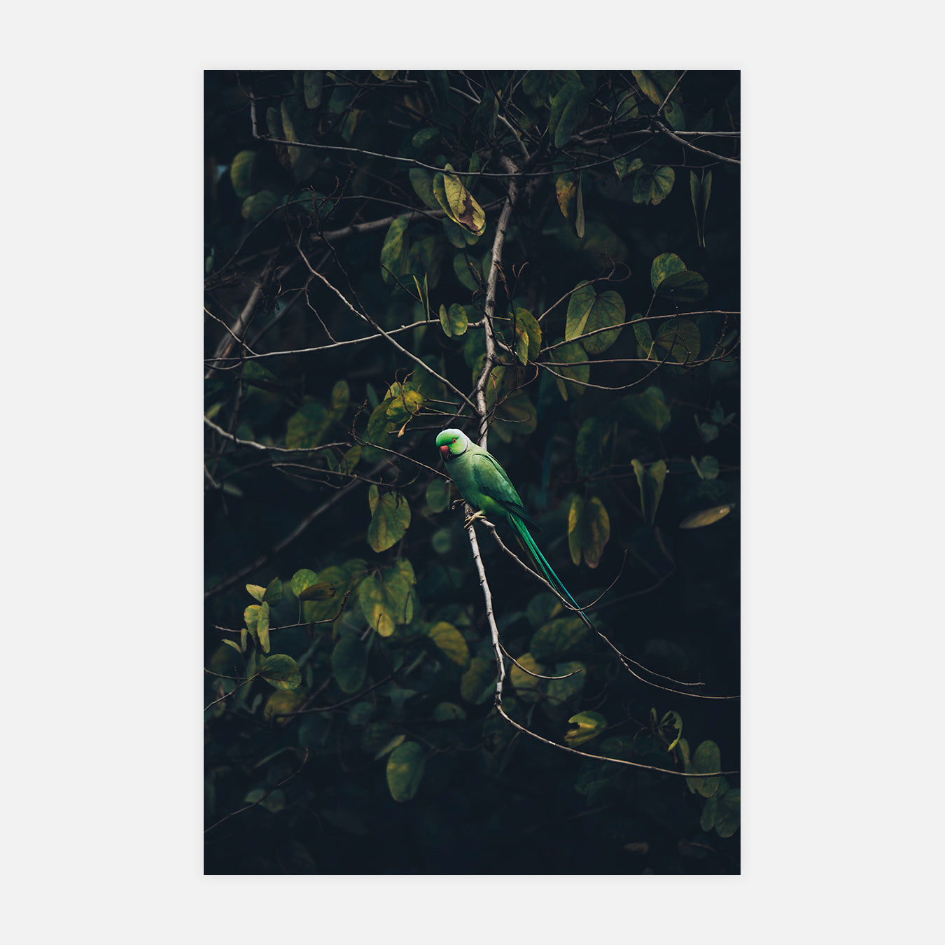 Elégance tropicale - Photo d'art